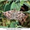 carcharodus alceae female 1